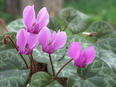 Cyclamen cultivare și îngrijire la domiciliu