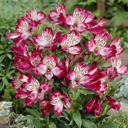 Alstroemeria flori acasă fotografie, cultivarea de semințe într-o oală și îngrijire