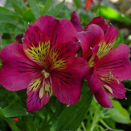 Alstroemeria flori acasă fotografie, cultivarea de semințe într-o oală și îngrijire
