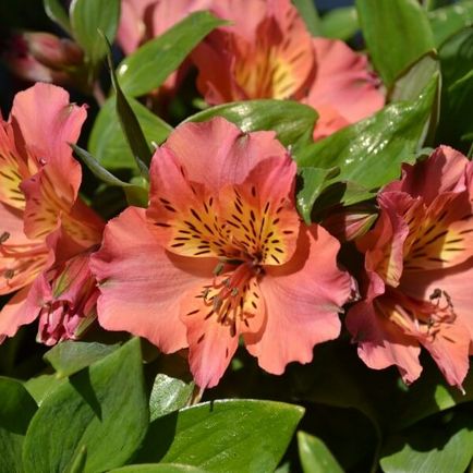 Alstroemeria flori acasă fotografie, cultivarea de semințe într-o oală și îngrijire