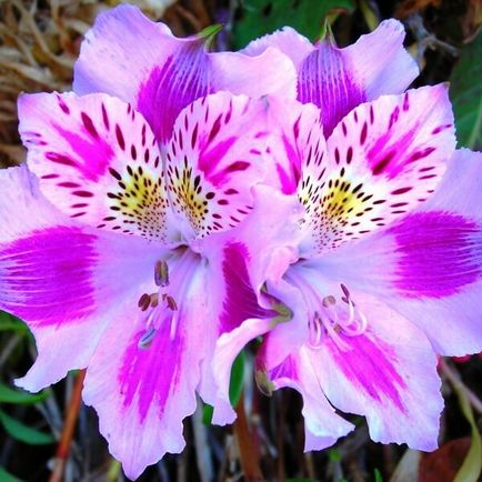 Alstroemeria flori acasă fotografie, cultivarea de semințe într-o oală și îngrijire