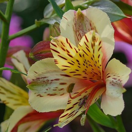 Alstroemeria flori acasă fotografie, cultivarea de semințe într-o oală și îngrijire