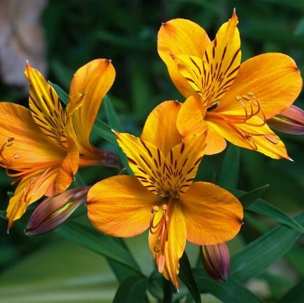 Alstroemeria flori acasă fotografie, cultivarea de semințe într-o oală și îngrijire