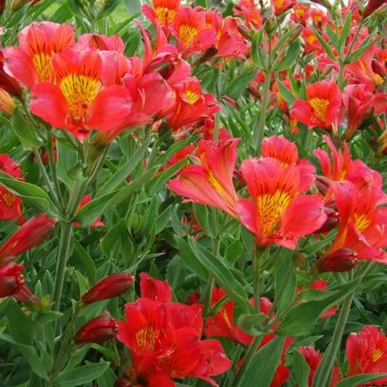 Alstroemeria flori acasă fotografie, cultivarea de semințe într-o oală și îngrijire