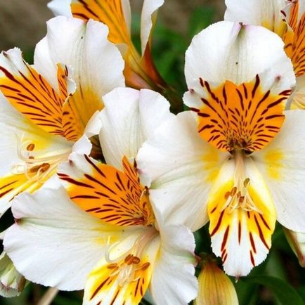 Alstroemeria flori acasă fotografie, cultivarea de semințe într-o oală și îngrijire