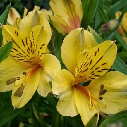 Alstroemeria flori acasă fotografie, cultivarea de semințe într-o oală și îngrijire