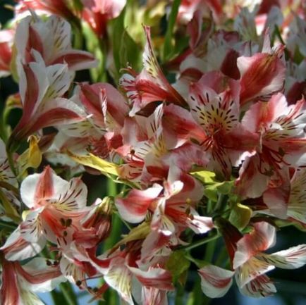 Alstroemeria flori acasă fotografie, cultivarea de semințe într-o oală și îngrijire