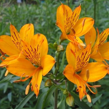 Alstroemeria flori acasă fotografie, cultivarea de semințe într-o oală și îngrijire