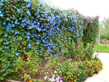 Flori pentru gradina înflorit toata vara cu cele mai bune fotografii