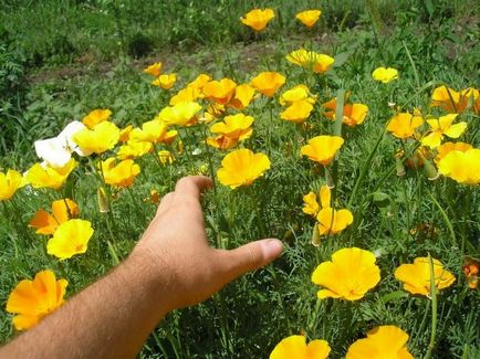 Flori pentru gradina înflorit toata vara cu cele mai bune fotografii