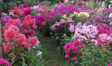 paturi de flori de înflorire continuă - o frumoasă grădină de flori tot timpul anului video,
