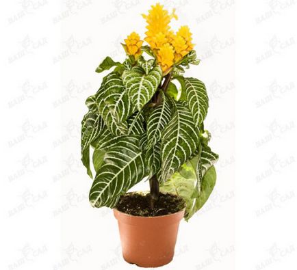 Flower Aphelandra - ingrijire si reproducerea in casa (poze)