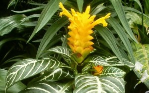 Flower Aphelandra - ingrijire si reproducerea in casa (poze)