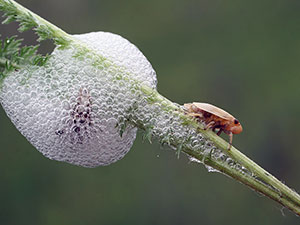 Astilbe de flori - plantare și îngrijire, Foto Astilbe, Astilbe în creștere din semințe; preparare Astilbe