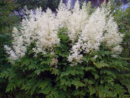 Astilbe de flori - plantare și îngrijire, Foto Astilbe, Astilbe în creștere din semințe; preparare Astilbe