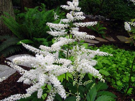 Astilbe de flori - plantare și îngrijire, Foto Astilbe, Astilbe în creștere din semințe; preparare Astilbe