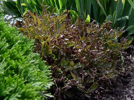 Astilbe de flori - plantare și îngrijire, Foto Astilbe, Astilbe în creștere din semințe; preparare Astilbe