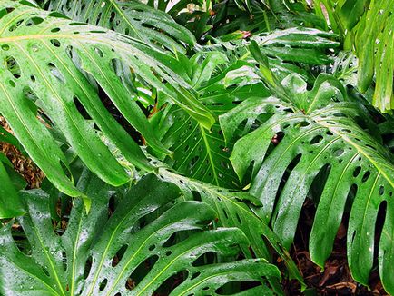 Monstera de flori - transplant de îngrijire la domiciliu și Monstera de reproducere; de ce Monstera