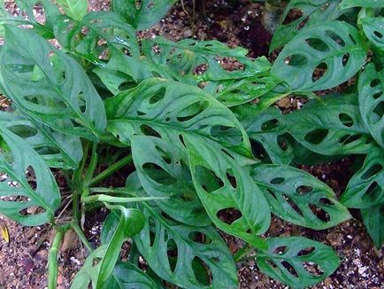 Monstera de flori - transplant de îngrijire la domiciliu și Monstera de reproducere; de ce Monstera