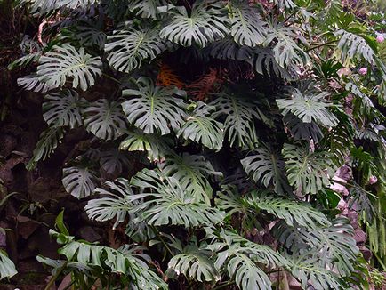 Monstera de flori - transplant de îngrijire la domiciliu și Monstera de reproducere; de ce Monstera