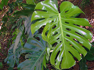 Monstera de flori - transplant de îngrijire la domiciliu și Monstera de reproducere; de ce Monstera