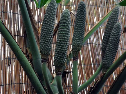 Monstera de flori - transplant de îngrijire la domiciliu și Monstera de reproducere; de ce Monstera