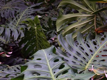 Monstera de flori - transplant de îngrijire la domiciliu și Monstera de reproducere; de ce Monstera