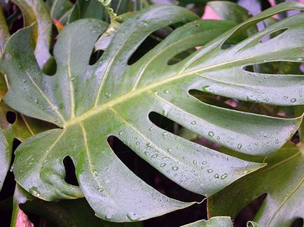 Monstera de flori - transplant de îngrijire la domiciliu și Monstera de reproducere; de ce Monstera