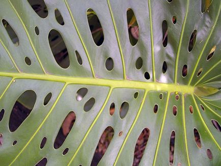 Monstera de flori - transplant de îngrijire la domiciliu și Monstera de reproducere; de ce Monstera