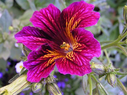 Salpiglossis flori - tot mai mare de semințe într-un teren deschis, salpiglossisa fotografie, de plantare și îngrijire