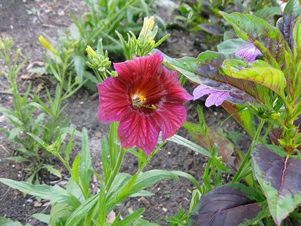 Salpiglossis flori - tot mai mare de semințe într-un teren deschis, salpiglossisa fotografie, de plantare și îngrijire