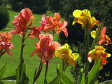 Salpiglossis flori - tot mai mare de semințe într-un teren deschis, salpiglossisa fotografie, de plantare și îngrijire