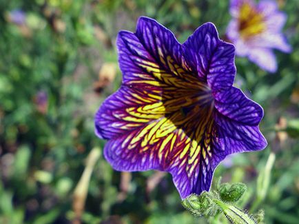 Salpiglossis flori - tot mai mare de semințe într-un teren deschis, salpiglossisa fotografie, de plantare și îngrijire