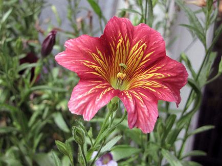 Salpiglossis flori - tot mai mare de semințe într-un teren deschis, salpiglossisa fotografie, de plantare și îngrijire