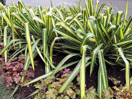 Flower Yucca - ingrijire in transplant de origine și de reproducție yucca; de ce Yucca galben