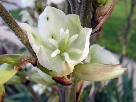 Flower Yucca - ingrijire in transplant de origine și de reproducție yucca; de ce Yucca galben