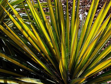 Flower Yucca - ingrijire in transplant de origine și de reproducție yucca; de ce Yucca galben