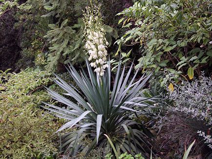 Flower Yucca - ingrijire in transplant de origine și de reproducție yucca; de ce Yucca galben