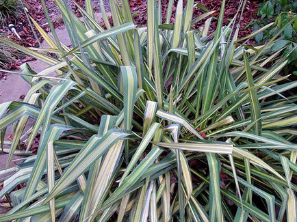 Flower Yucca - ingrijire in transplant de origine și de reproducție yucca; de ce Yucca galben