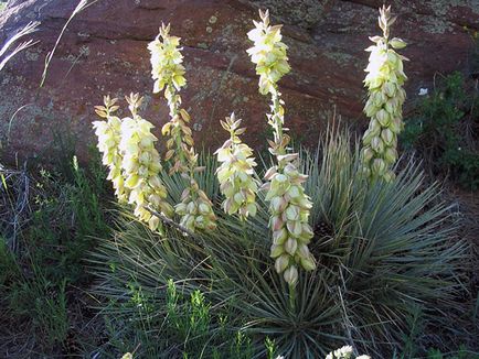 Flower Yucca - ingrijire in transplant de origine și de reproducție yucca; de ce Yucca galben