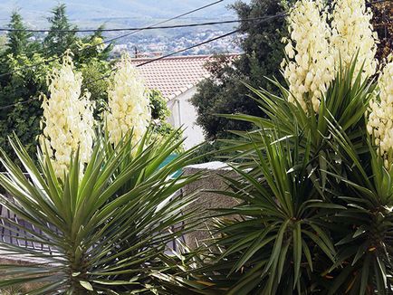 Flower Yucca - ingrijire in transplant de origine și de reproducție yucca; de ce Yucca galben