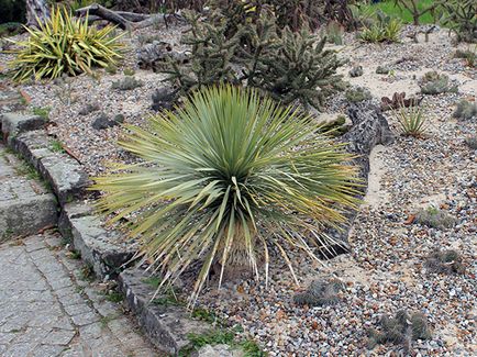 Flower Yucca - ingrijire in transplant de origine și de reproducție yucca; de ce Yucca galben