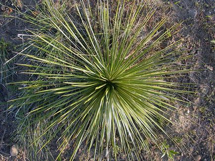 Flower Yucca - ingrijire in transplant de origine și de reproducție yucca; de ce Yucca galben