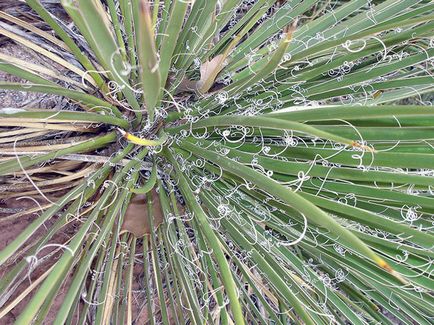 Flower Yucca - ingrijire in transplant de origine și de reproducție yucca; de ce Yucca galben