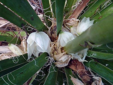 Flower Yucca - ingrijire in transplant de origine și de reproducție yucca; de ce Yucca galben