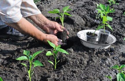 dacha lucru care pot fi plantate în grădină, în iunie