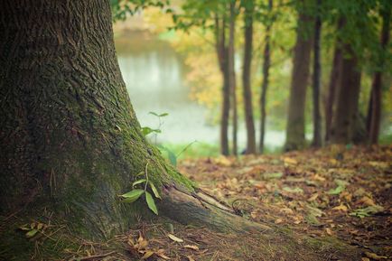 Dendroterapiya sau tratamentul arborilor