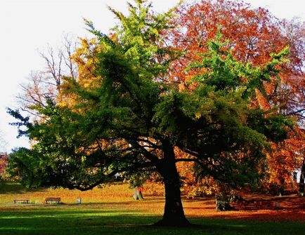 Ginkgo biloba copac - în creștere, de reproducere, de plantare și îngrijire