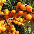Ginkgo biloba copac - în creștere, de reproducere, de plantare și îngrijire
