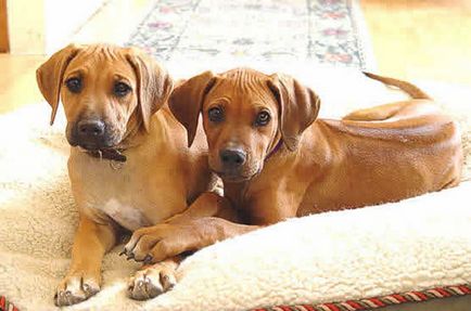De ce diferitele rase de câini fapte interesante au fost deduși - câinele în casă